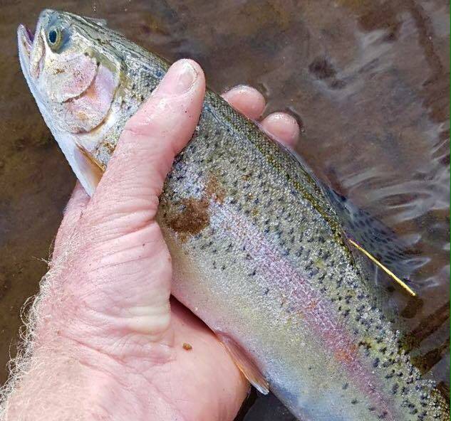RESEARCH: Lake Oberon anglers are reminded to inform the DPI when they hook a tagged rainbow trout.