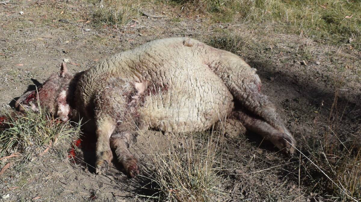 WARNING TO OTHERS: Two unrestrained dogs killed two sheep in an early morning attack right in the centre of Oberon.