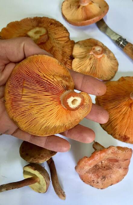 BEWARE: A spike in wild mushroom poisonings has prompted a warning from the NSW Poisons Information Centre.