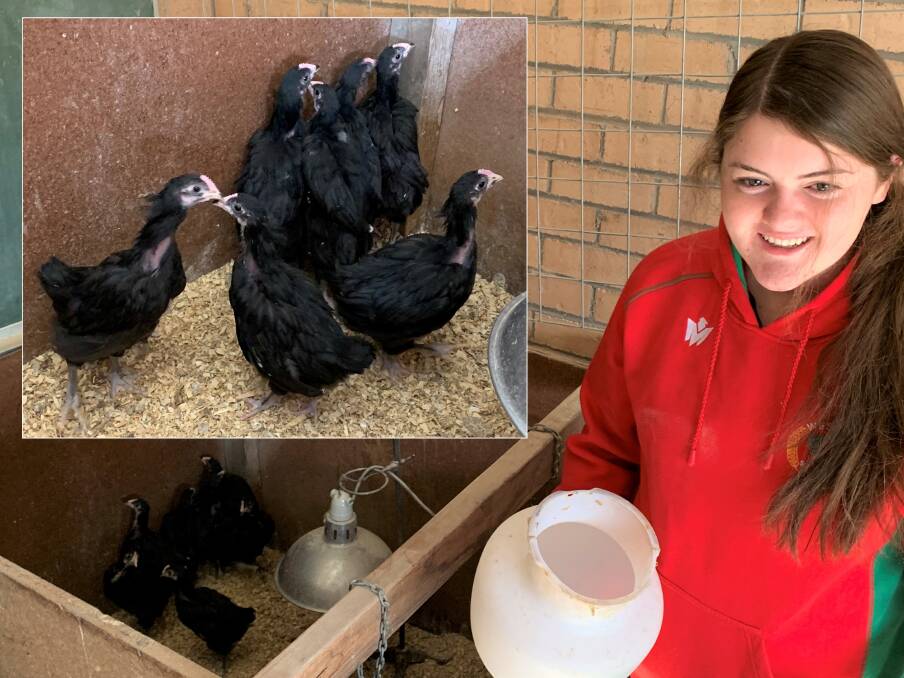 HAPPY: Oberon High School Primary Industries student Lexi O'Donnell was reunited with the school's farm animals last week.
