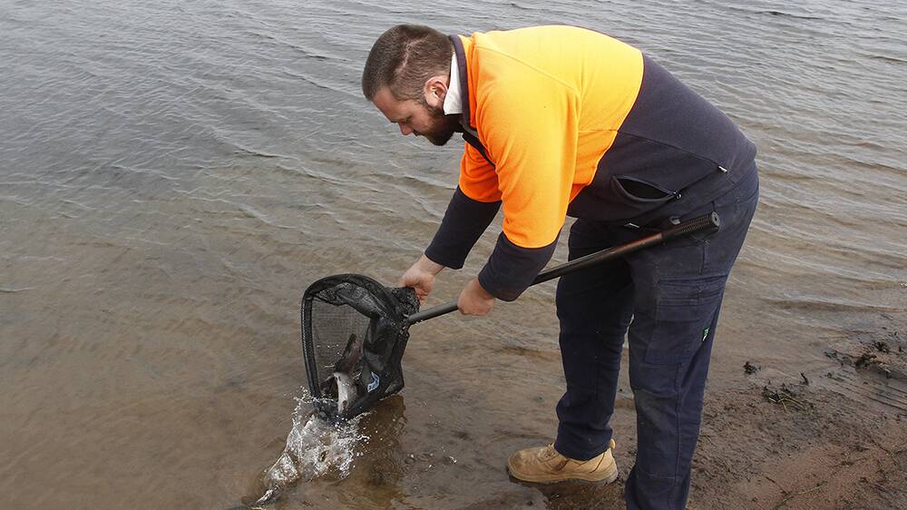 FISHY: A member of the Oberon Branch of the Central Acclimatisation Society releasing tagged rainbow trout into Lake Oberon.