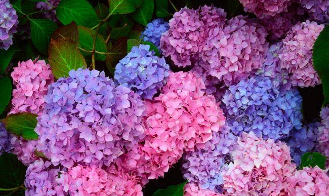 SUCCESS: Oberon Garden Club member Nancy Brown's colourful and varied hydrangea display was selected as the winner at the club's recent meeting.