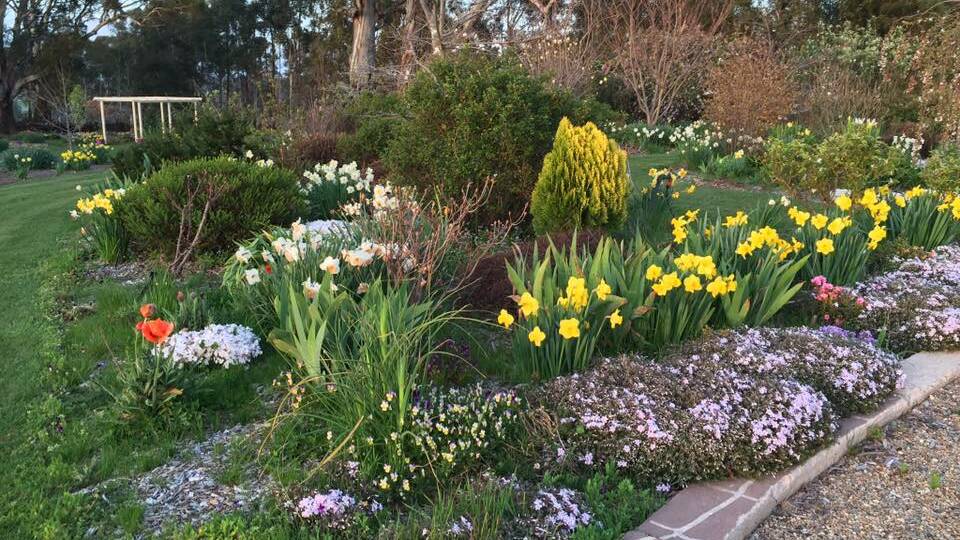OPEN: Brenda Lyon's Brydie Park garden will be open from September 14 to 29 as part of Oberon Rotary's Daffodil Dawdle.