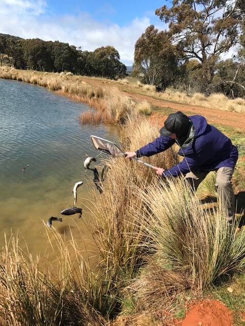RESTOCKING: Members of Sydney Flyrodders stocking the dam at Bloomfield which adjoins the proposed 40 lot subdivision on Titania Road.
