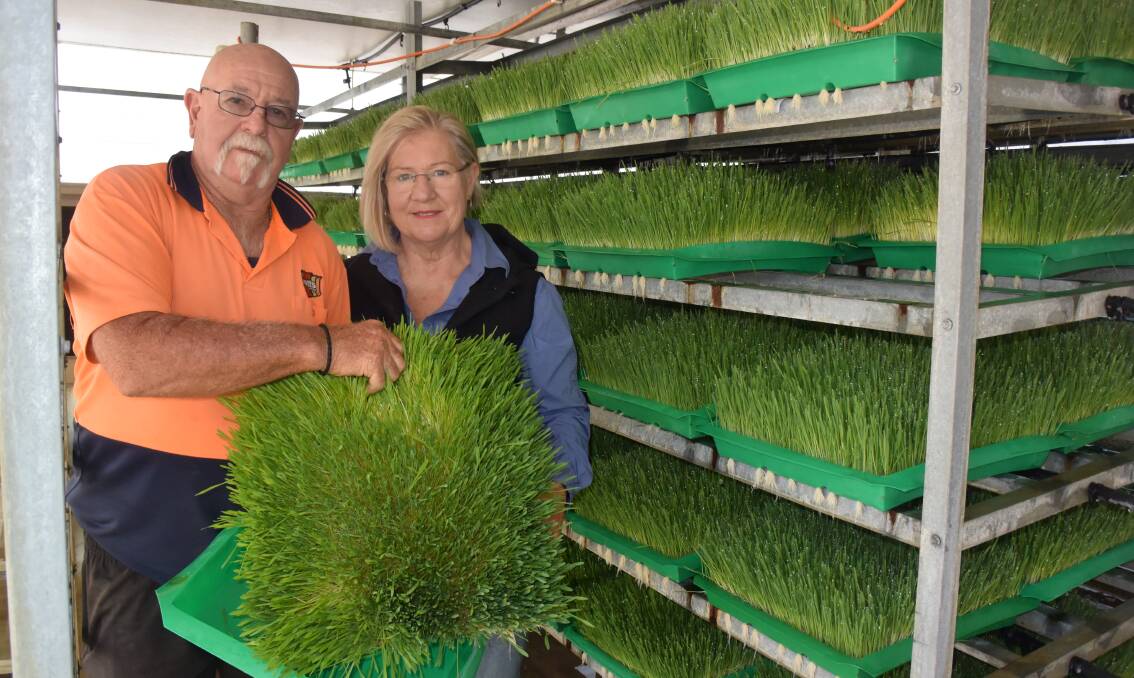 INVENTIVE: Julie Huie and Jeff Lucas from Westmoreland Wiltipolls with a tray of barley sprouts grown using a hydroponic system.