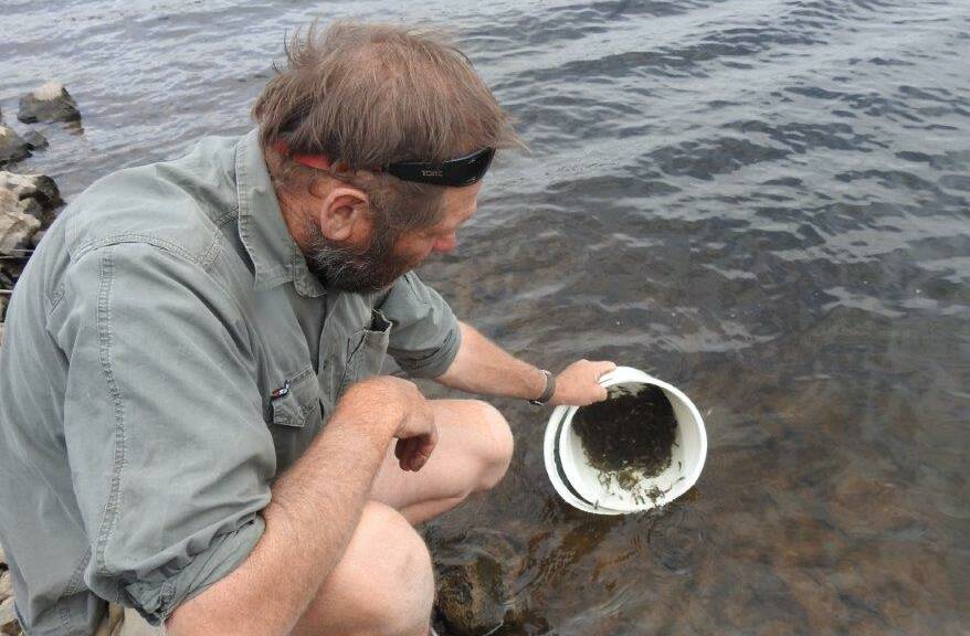STOCKING: Central Acclimatisation Society Oberon branch treasurer Peter Byrom at the release of 20,000 golden perch into Lake Oberon.
