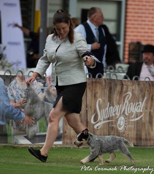 WINNER: Amy Curran with Tablerock Sheeza Heartbreaker who won her baby puppy class and Best Australian Cattle Dog Baby Puppy at the Royal Easter Show.