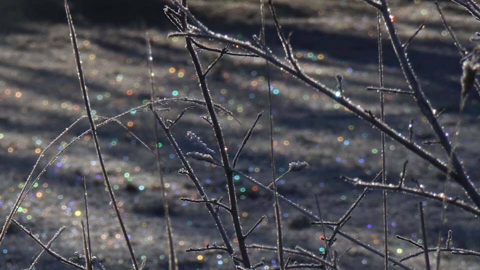 SPECTACULAR: Deb Witchard took this photo of the glistening frost at Black Springs last weekend.