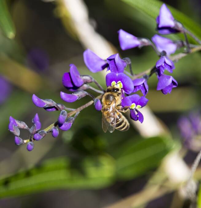 BEEING HELPFUL: An Australian native, hardenburgia is heaven for bees and is one of many great flowering food sources you can plant for attracting honey bees into your garden. Photo: Shutterstock.