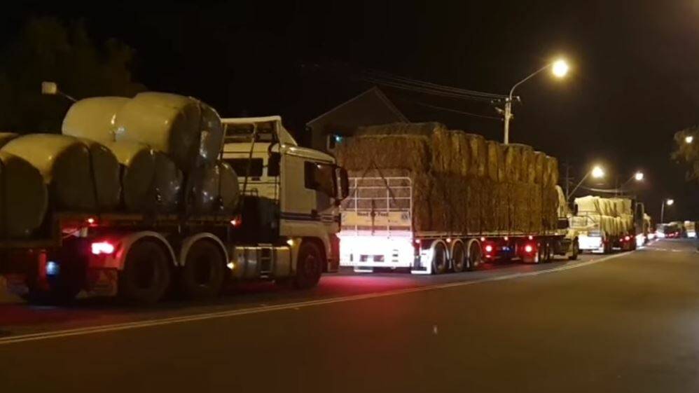 The convoy of hay trucks rolls into Wauchope on Saturday night.