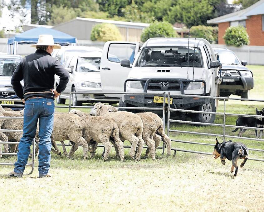 Crowd Favourite: The Yard Dog Trials are always popular at the show where farmers test their dogs, and their patience, against each other and the clock. Photo: File.