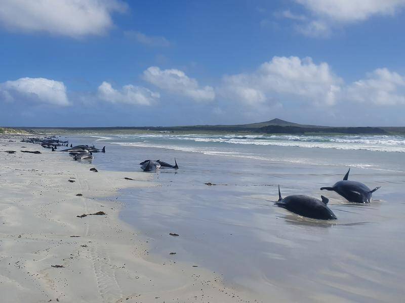 About 100 whales and dolphins have died in a mass stranding on the remote Chatham Islands, off NZ.