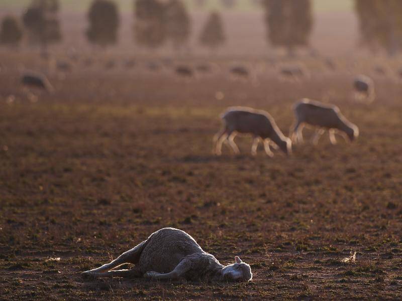 Crop failures, water insecurity and disease outbreaks are among the possible global climate risks. Photo: Nsw Drought Stock/AAP PHOTOS