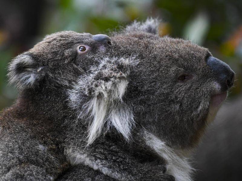 The new group will raise awareness about koalas among Sydney communities living alongside them. (Lukas Coch/AAP PHOTOS)
