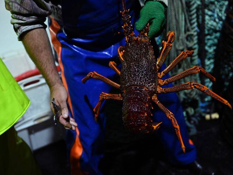 Australia will push for removing Chinese restrictions on lobster exports after a wine breakthrough. (James Ross/AAP PHOTOS)