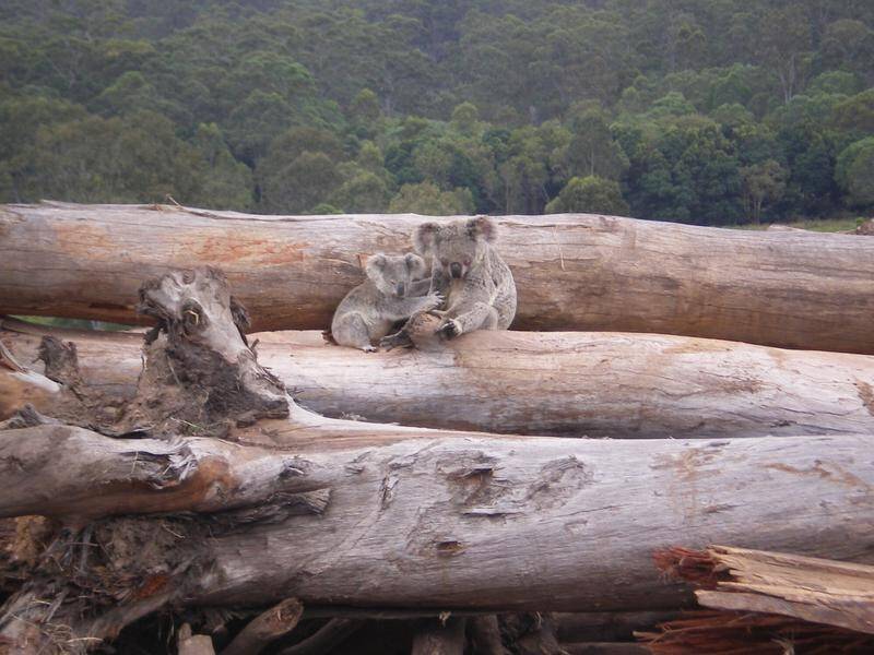 Logging rates almost doubled as koalas were listed as endangered, but the data is impacted by fires. (PR HANDOUT IMAGE PHOTO)