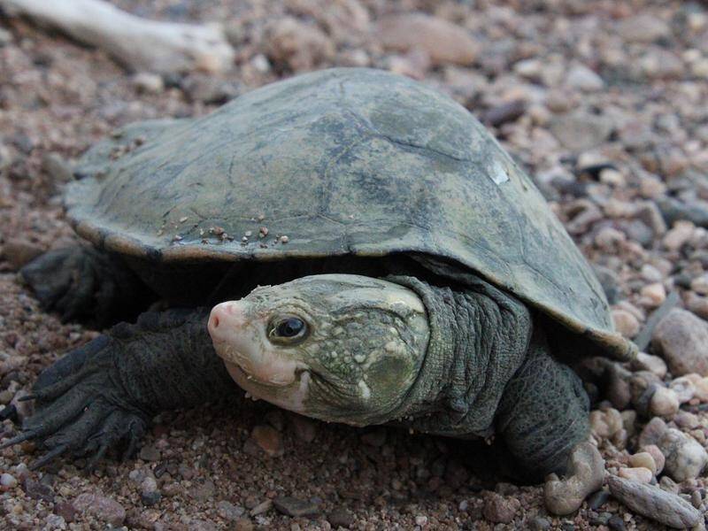 Irwin's turtle was discovered in the Burdekin catchment by Bob and Steve Irwin in the early 1990s.