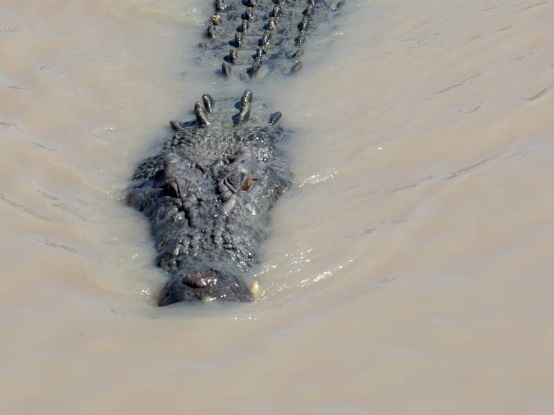 A crocodile has left two members of the Army with serious injuries after an attack in Queensland.
