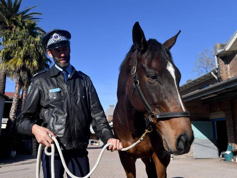 The man accused of striking police horse Tobruk has been unable to speak with his lawyer.