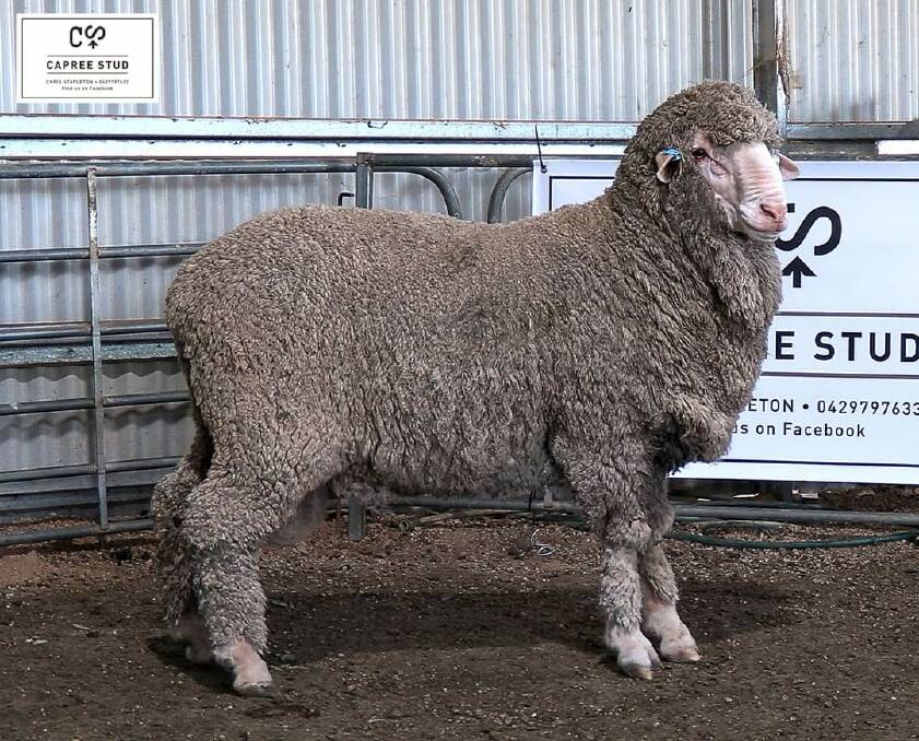 Lot 2 at the Capree Stud auction has what is vital to ram buyers; lust in his eyes.