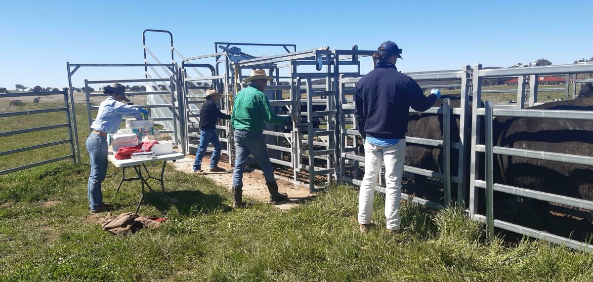 The Beef Genetics team were busy preparing 53 heifers for an AI Program. L to R; Emily McNair, Kevin Millthorpe, Damian Sotter and Max Sotter.
