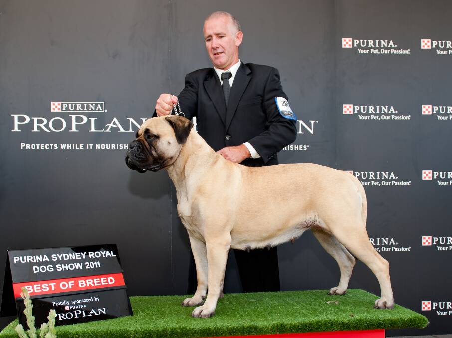 TIME OUT: Shane Brinkworth showing his bullmastiff Lexie at The Sydney Royal Easter Show. Photo: SUPPLIED
