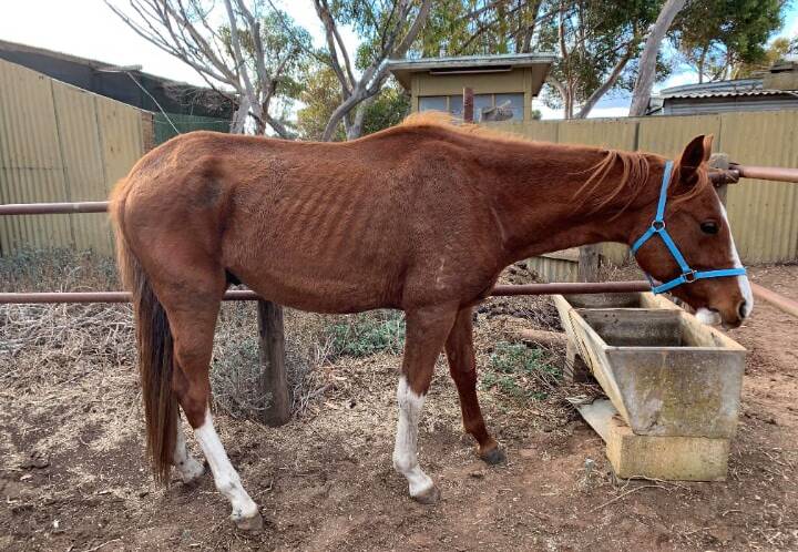 IN LIMBO: More than 50 horses involved in alleged cruelty to animals case remain on a property in the Central West months after they came to the attention of welfare authorities. Photos: RSPCA FAIL