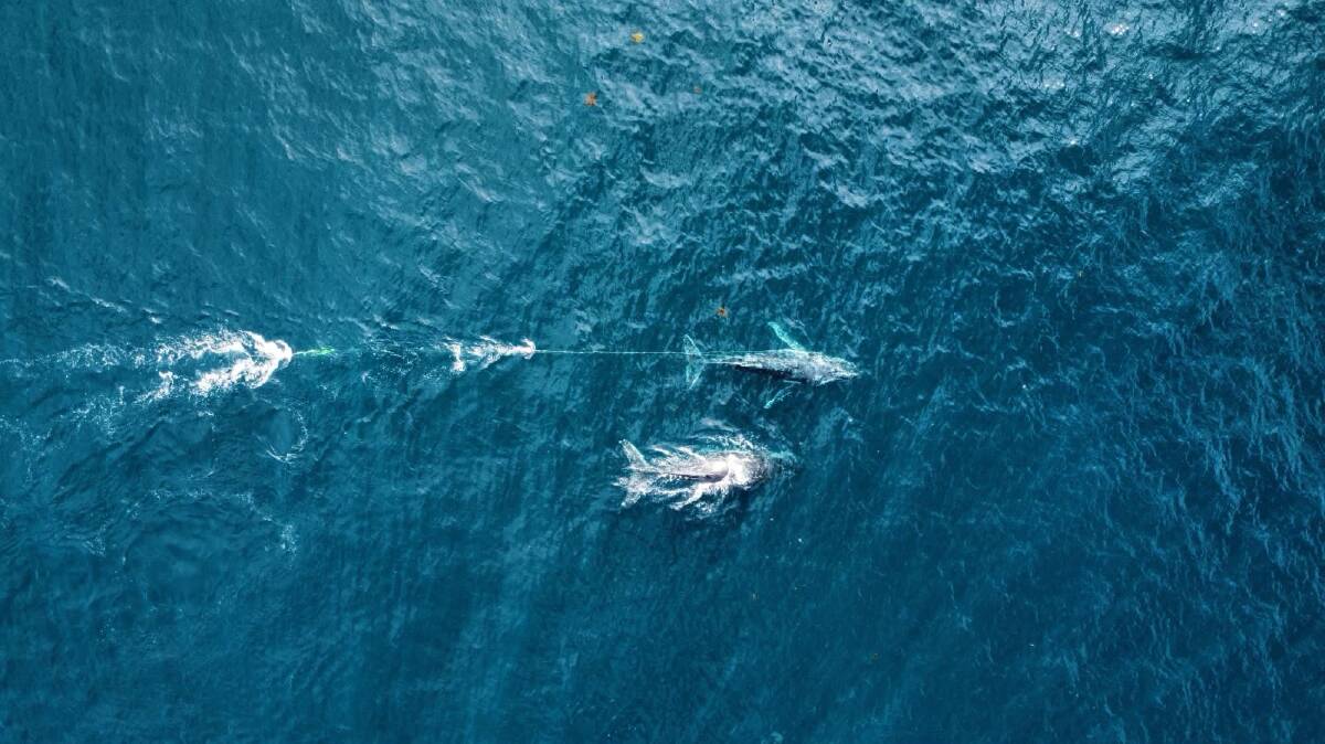 Crews are working to untangle a humpback whale off the Central Coast. Picture by Ashley Hunter/ORRCA
Crews are working to untangle a humpback whale off the Central Coast. Picture by Ashley Hunter/ORRCA