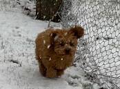 This furry friend, Teddy, is out playing in the white stuff. Picture: Gail Watson