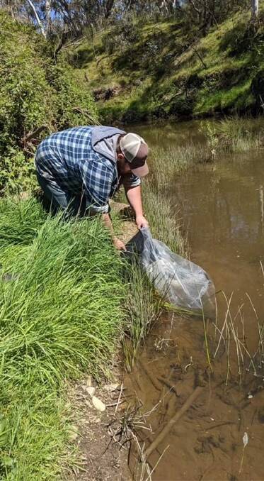 RELEASE: Oberon Central Acclimatisation Society helped release the fish. Picture: SUPPLIED