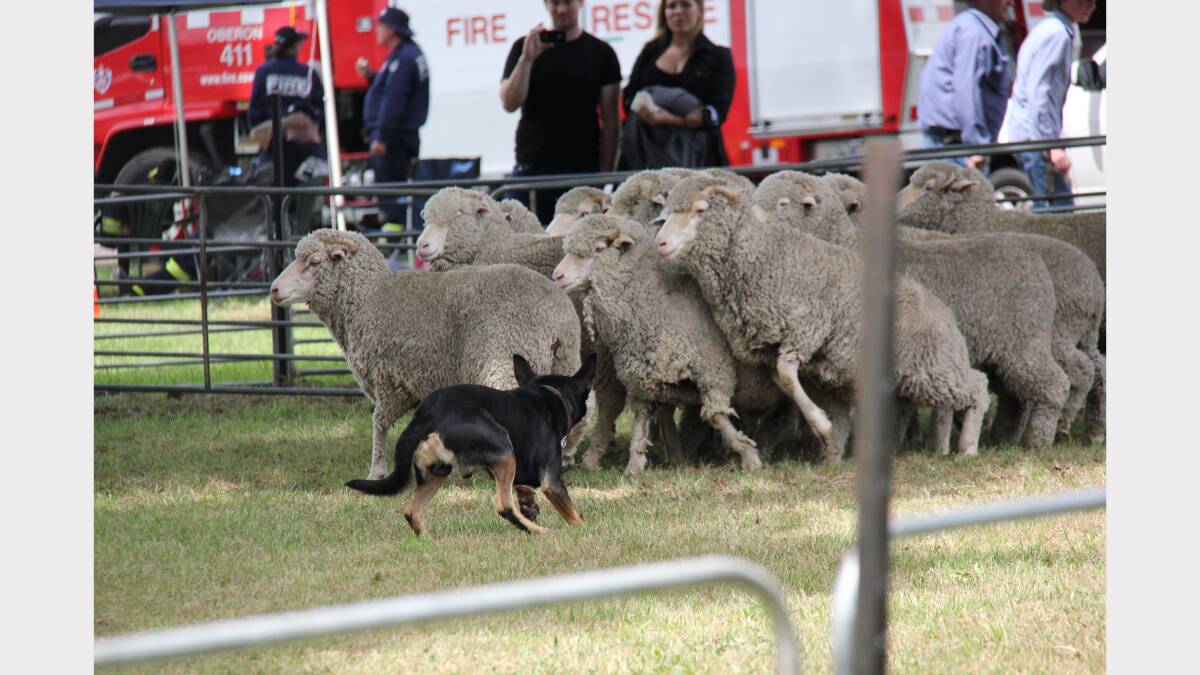 Dog Trials at the annual Burraga Sheep Show which is held every August.